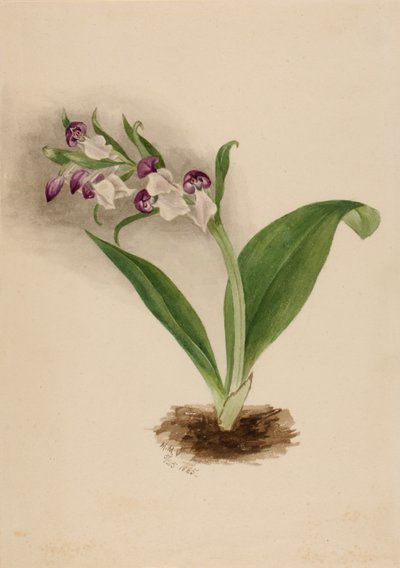 Showy Orchids Orchis spectabilis, 1885 door Mary Vaux Walcott