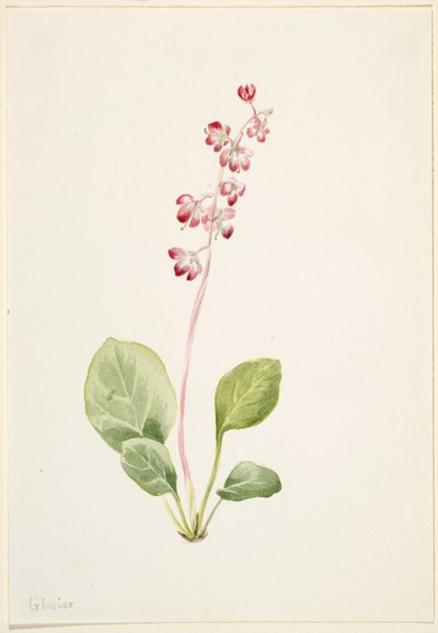 Pyrolla (Pyrola asarifolia) door Mary Vaux Walcott