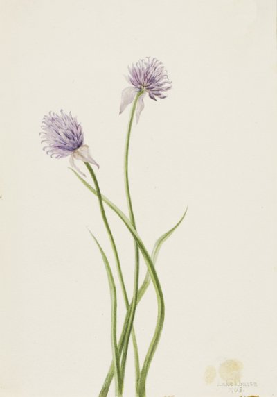 Siberische ui Allium sibericum door Mary Vaux Walcott