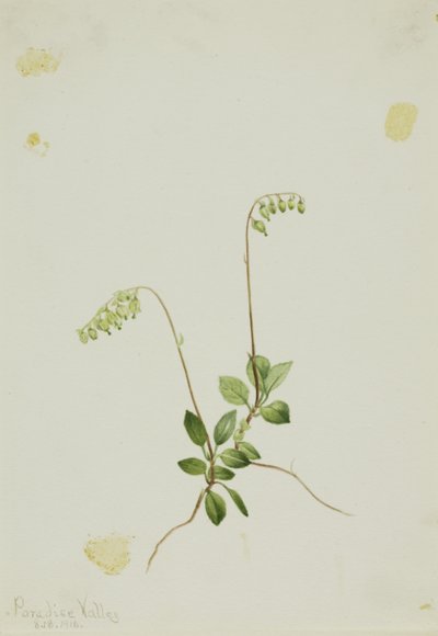 Pyrola (Pyrola secunda) door Mary Vaux Walcott