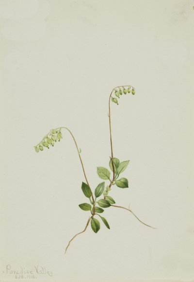 Sidebells Pyrola Pyrola secunda, 1916 door Mary Vaux Walcott