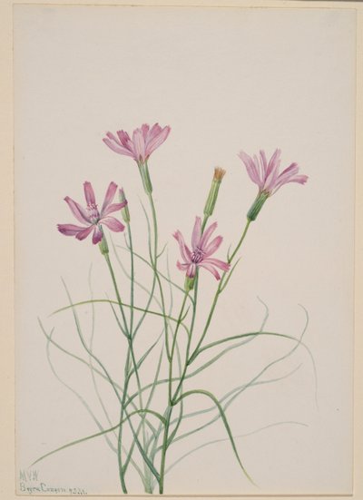 Skeleton Weed (Lygodesmia grandiflora) door Mary Vaux Walcott