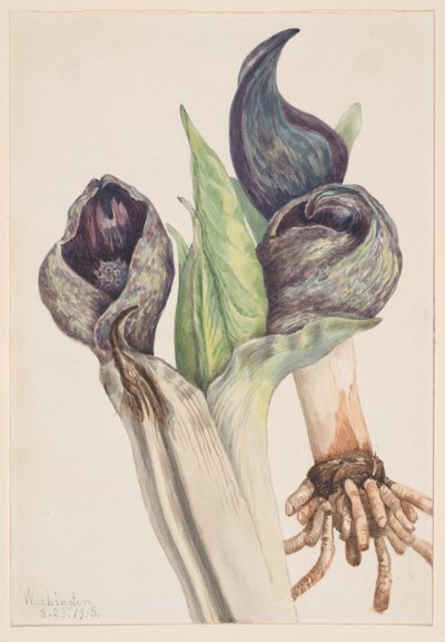 Stinkkool (Spathyema foetida) door Mary Vaux Walcott