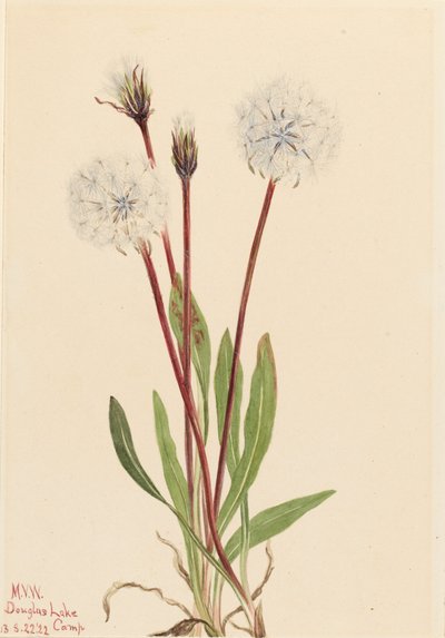 Slanke Agoseris Agoseris gracilens, 1922 door Mary Vaux Walcott