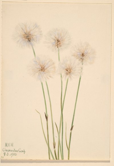 Slank katoengras (Eriophorum chamissonis) door Mary Vaux Walcott