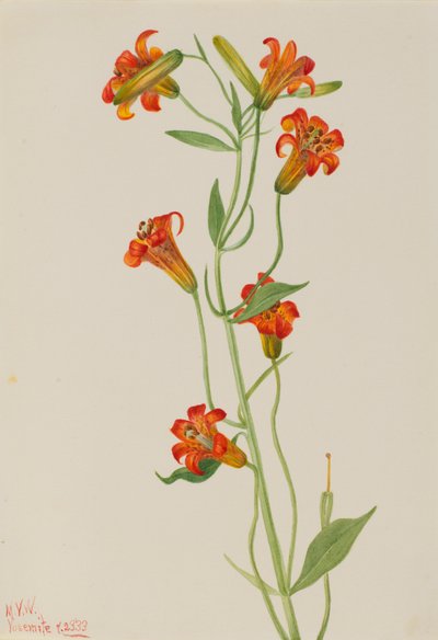Kleine Tijgerlelie Lilium parvum, 1933 door Mary Vaux Walcott