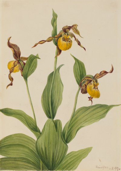 Kleine gele vrouwenschoen Cypripedium parviflorum door Mary Vaux Walcott