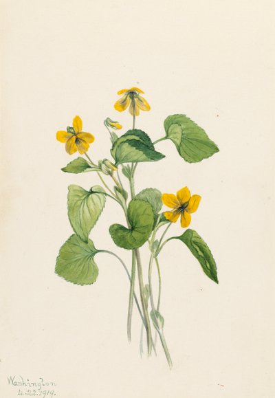 Gladde Gele Viooltje Viola eriocarpa, 1919 door Mary Vaux Walcott