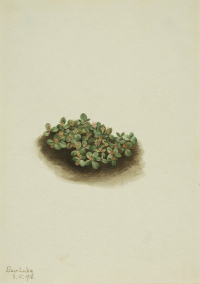Sneeuwwilg (Salix nivalis) door Mary Vaux Walcott