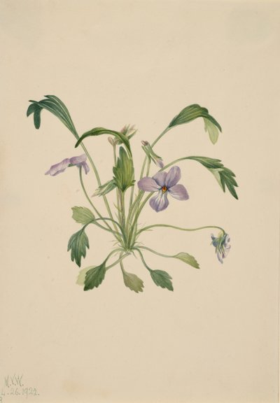 Zuidelijke Vogelvoetviolet Viola digitata, 1922 door Mary Vaux Walcott
