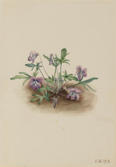 Zuidelijke kustviooltje (Viola septemloba) door Mary Vaux Walcott