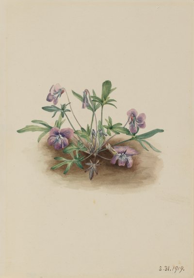 Zuidelijke Kustviolet Viola septemloba, 1919 door Mary Vaux Walcott