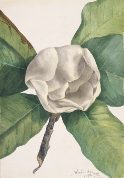 Zuidelijke Magnolia Magnolia grandiflora, 1918 door Mary Vaux Walcott