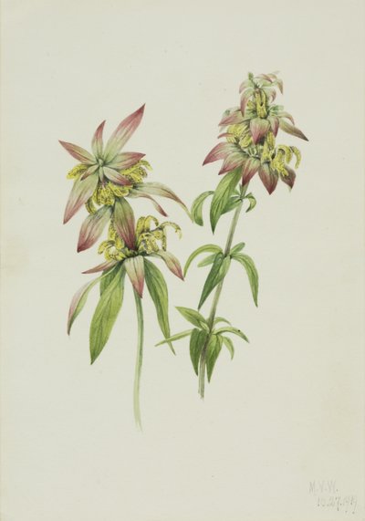 Gevlekte bijenmelisse (Monarda punctata) door Mary Vaux Walcott