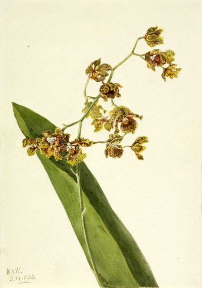 Gevlekt cyrtopodium (Cyrtopodium punctatum) door Mary Vaux Walcott