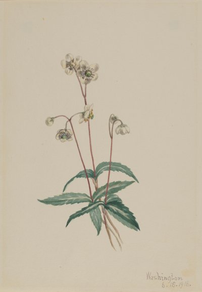 Gevlekte Pipsissewa (Chimaphila maculata) door Mary Vaux Walcott