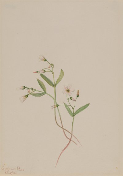 Voorjaarsschoonheid (Claytonia lanceolata) door Mary Vaux Walcott