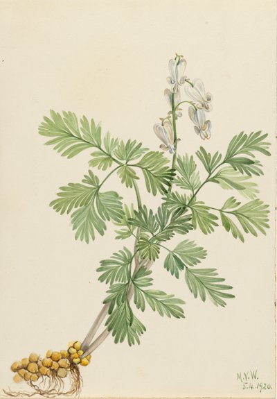 Squirrel Corn Bikukulla canadensis, 1920 door Mary Vaux Walcott