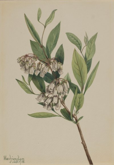 Struikhei (Pieris mariana) door Mary Vaux Walcott