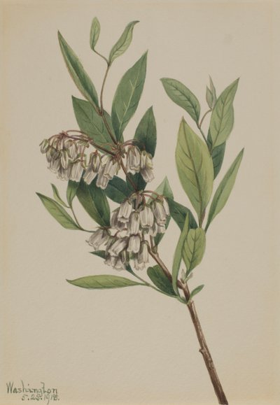 Stagger-Bush Pieris mariana, 1918 door Mary Vaux Walcott