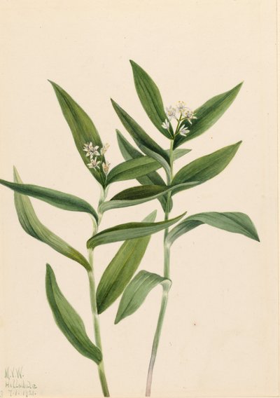 Ster salomonsbloem (Ster Vagnera) door Mary Vaux Walcott