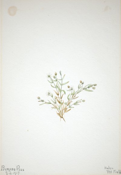 Stelleria leata door Mary Vaux Walcott