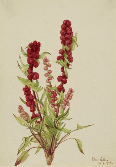 Aardbeispinazie Chenopodium capitatum door Mary Vaux Walcott