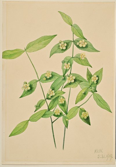 Aardbeienstruik (Euonymus americanus) door Mary Vaux Walcott