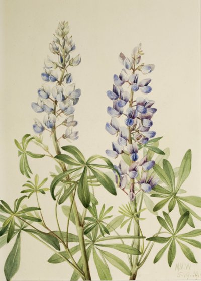 Zonnewijzer Lupine Lupinus perennis, 1919 door Mary Vaux Walcott