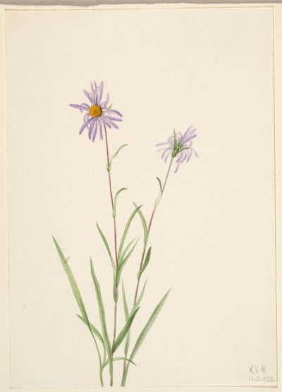 Moerasaster (Aster paludosus) door Mary Vaux Walcott