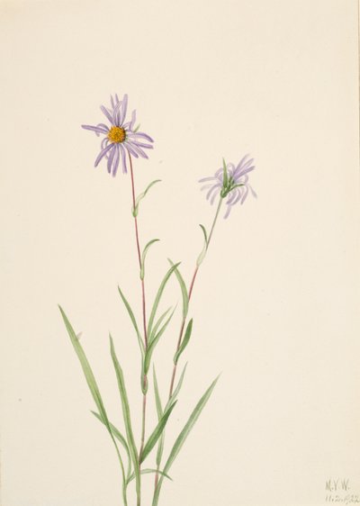 Moerasaster, 1922 door Mary Vaux Walcott