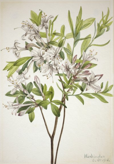Moeras Azalea Azalea viscosa, 1918 door Mary Vaux Walcott