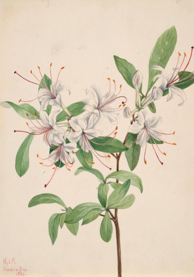Zoete Azalea Azalea arborescens door Mary Vaux Walcott