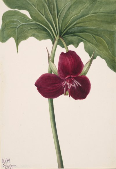 Zoete Trillium Trillium vasyi door Mary Vaux Walcott