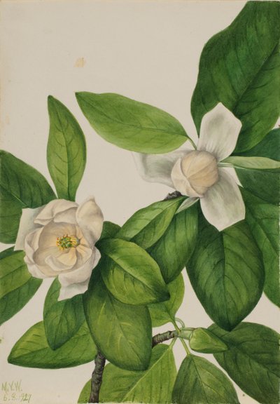 Vuurdoorn (Magnolia virginiana) door Mary Vaux Walcott