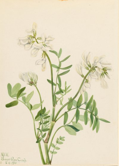 Vetblad (Hedysarum mackenzii) door Mary Vaux Walcott