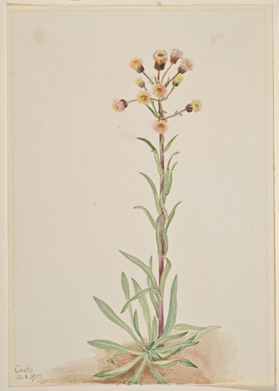 Tall Fleabane (Erigeron acris) door Mary Vaux Walcott