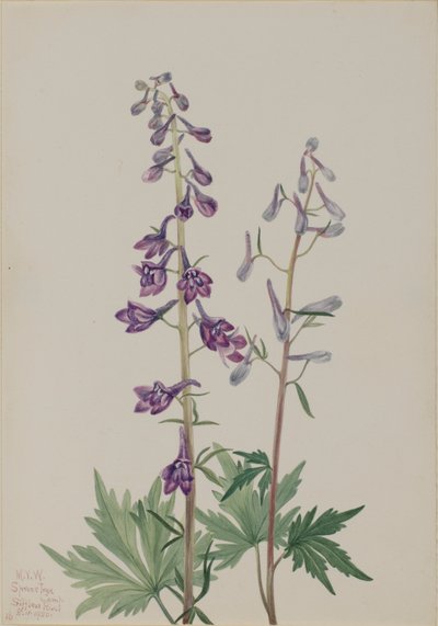 Ridderspoor (Delphinium elongatum) door Mary Vaux Walcott