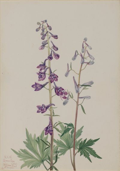 Hoge Ridderspoor Delphinium elongatum door Mary Vaux Walcott