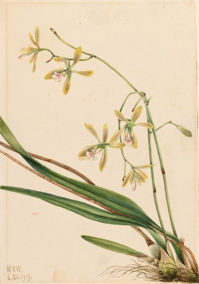 Tampa Epidendrum (Epidendrum tampense) door Mary Vaux Walcott