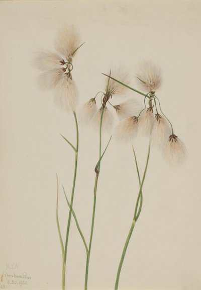 Pluimveengras Eriophorum angustifolium, 1920 door Mary Vaux Walcott