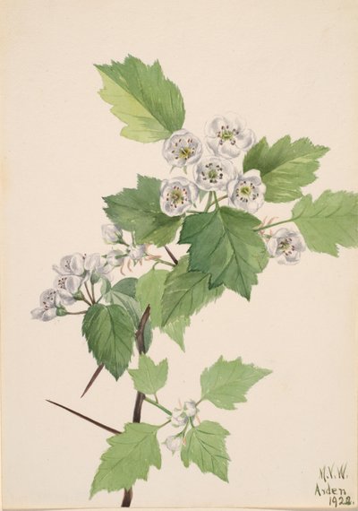 Thicket Meidoorn Crataegus coccinea, 1922 door Mary Vaux Walcott