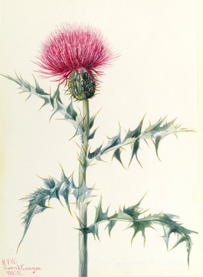 Distel (Cirsium arizonica) door Mary Vaux Walcott