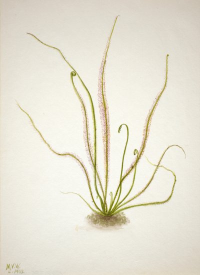 Draadbladige Zonnedauw Drosera rotundifolia, 1933 door Mary Vaux Walcott