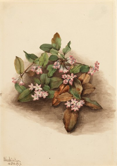 Kruipende Epigaea, 1917 door Mary Vaux Walcott