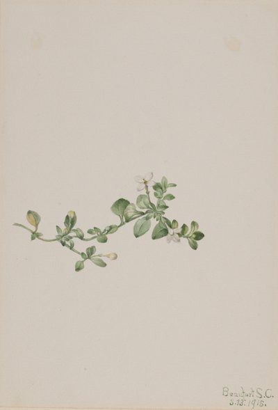 Houstonia (Houstonia procumbens) door Mary Vaux Walcott