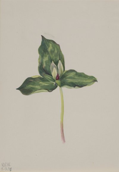 Trillium discolor, 1938 door Mary Vaux Walcott