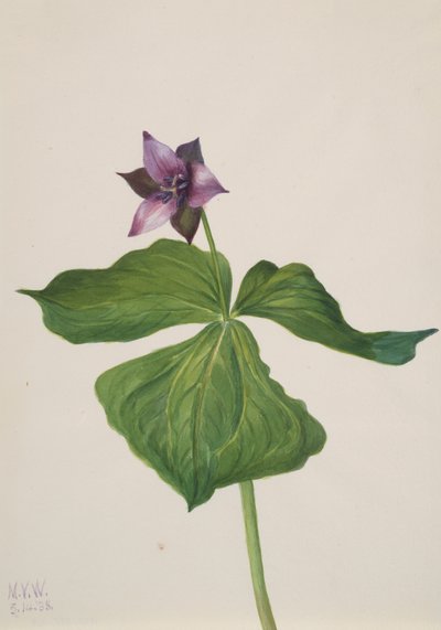 Trillium erectum, 1938 door Mary Vaux Walcott