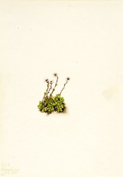 Getufte Steenbreek Saxifraga caespitosa, 1921 door Mary Vaux Walcott
