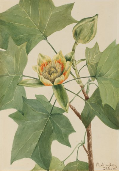 Tulpenboom Liriodendron tulipifera, 1918 door Mary Vaux Walcott
